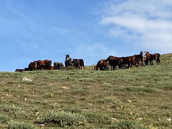 AFYON Emirdağ Yaylaları Yayla Olarak Kalmalıdır – 11 Mayıs 2022