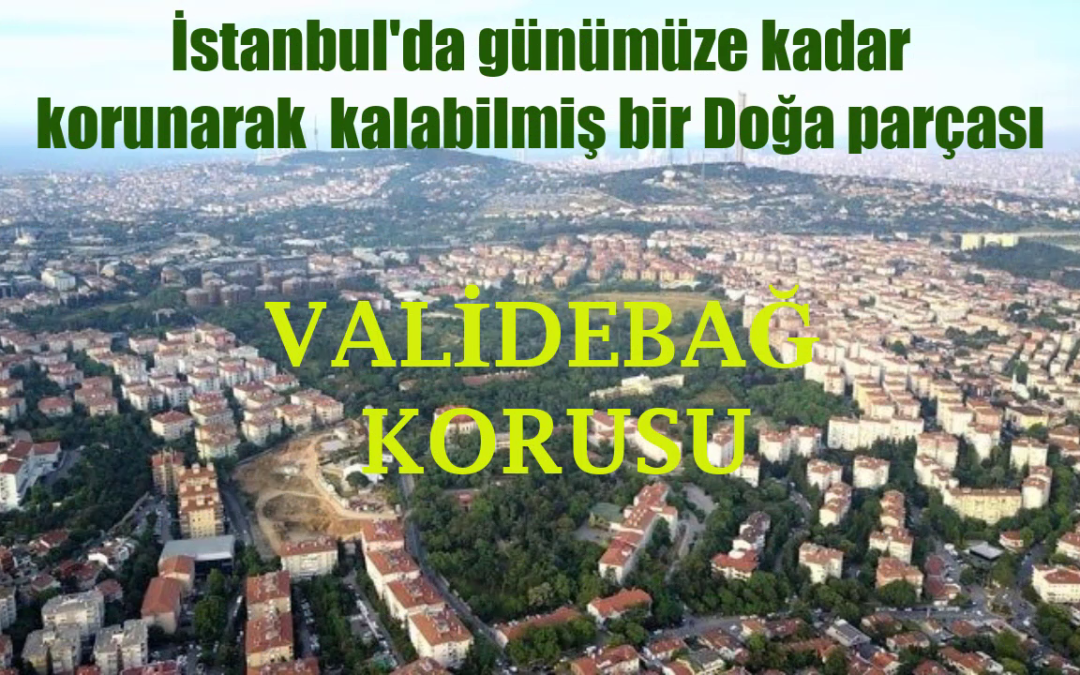 Validebağ Korusu, Koru Kalmalı